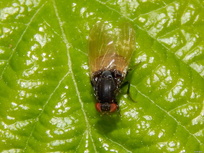 Minettia cfr. longipennis (Lauxaniidae)